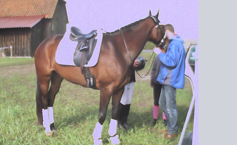 Pferd Digitalaufnahme 2